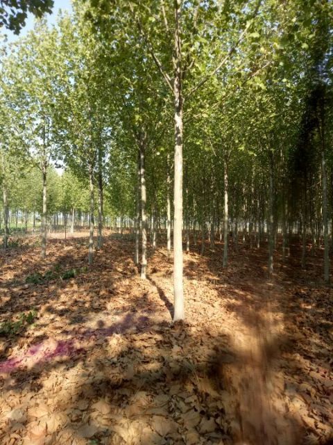 范县 急出售法国梧桐  给钱就卖  有需要的联系我