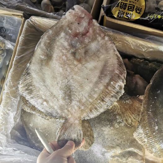 多宝鱼