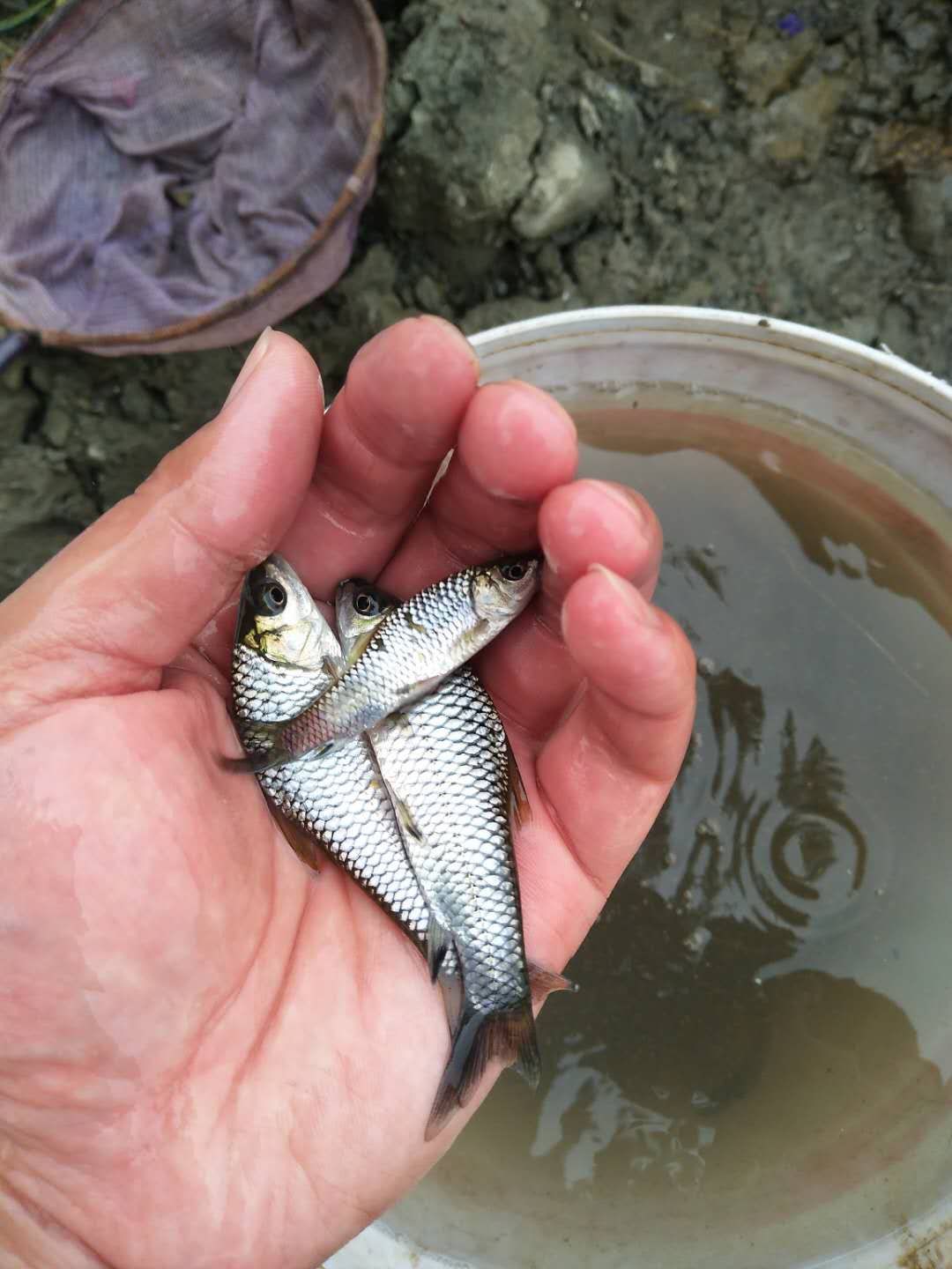 清波鱼鱼苗   【清波鱼苗，中华倒刺靶】免费检测水质，鱼塘规