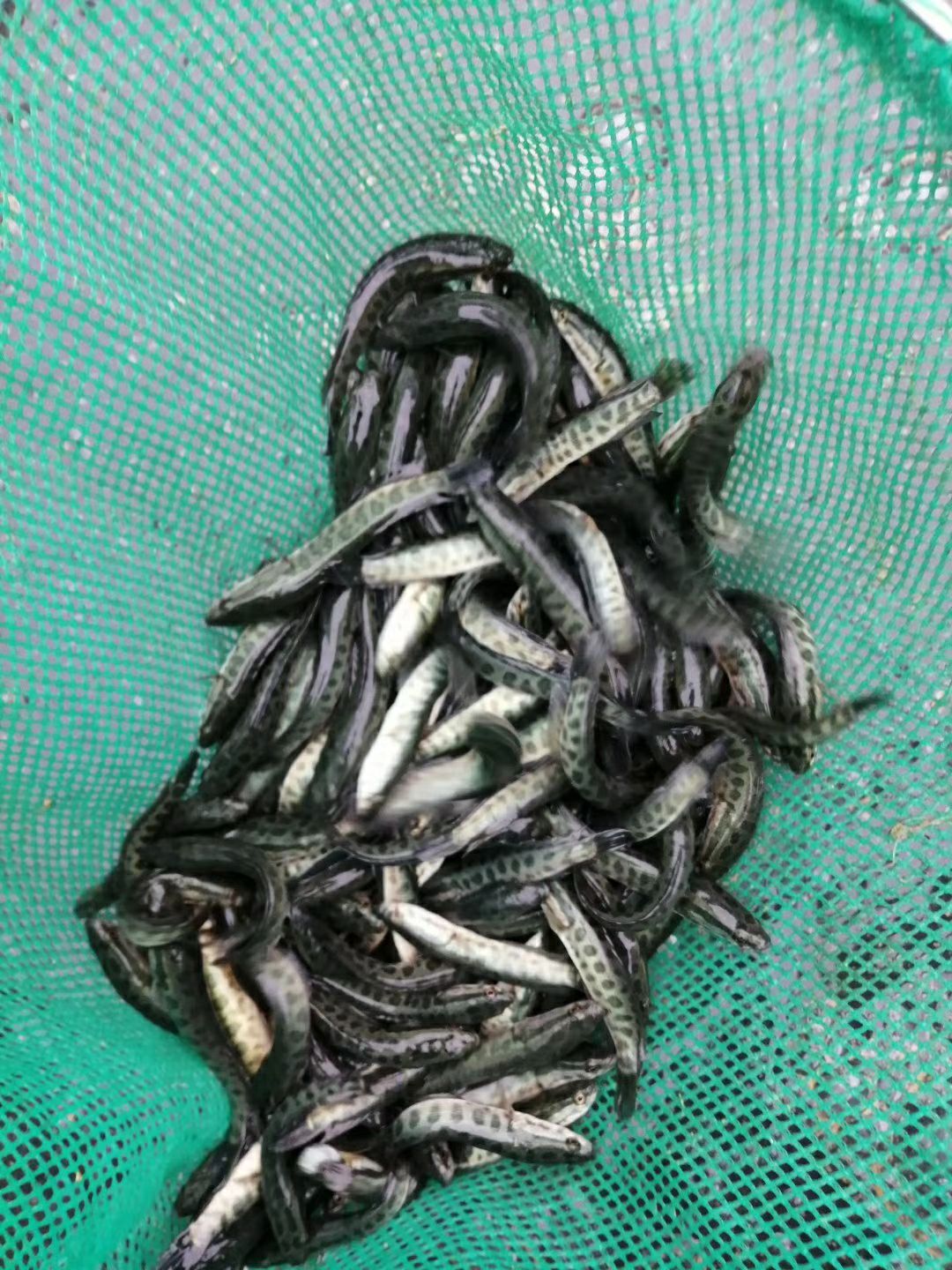 黑鱼苗 十公分规格苗大量出货中