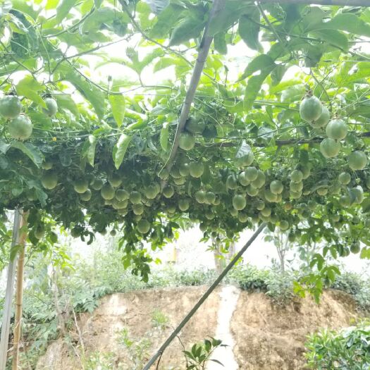 眉山紫香一号百香果 60 - 70克