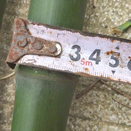 苏州花竹 大小长短都可以供应  有需要的老板欢迎订购