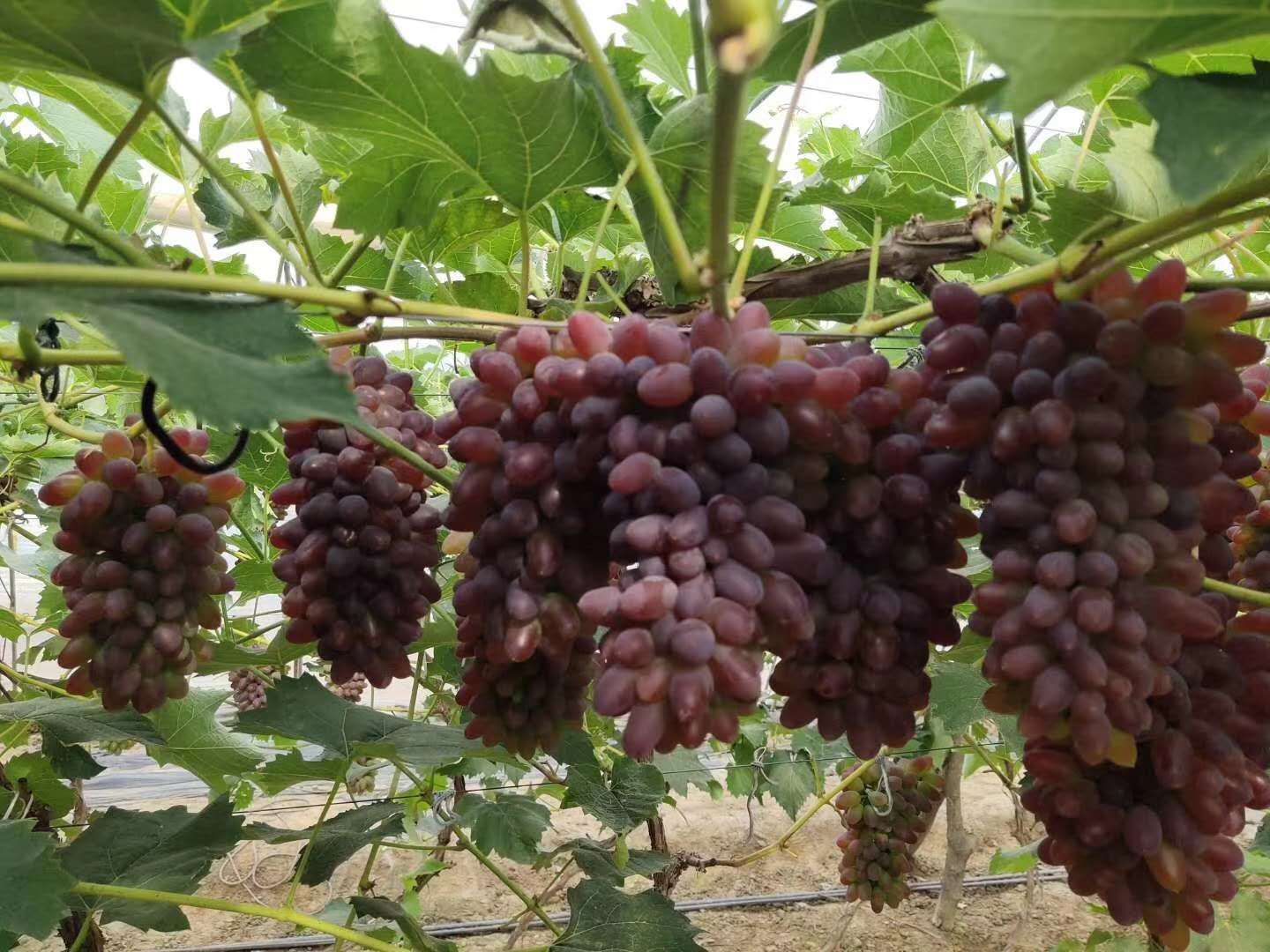  大量冷棚着色香葡萄上市
