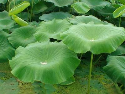 岳阳荷叶 洞庭湖3000亩天然菏叶出售 可晒干做药材可做食品包装等等