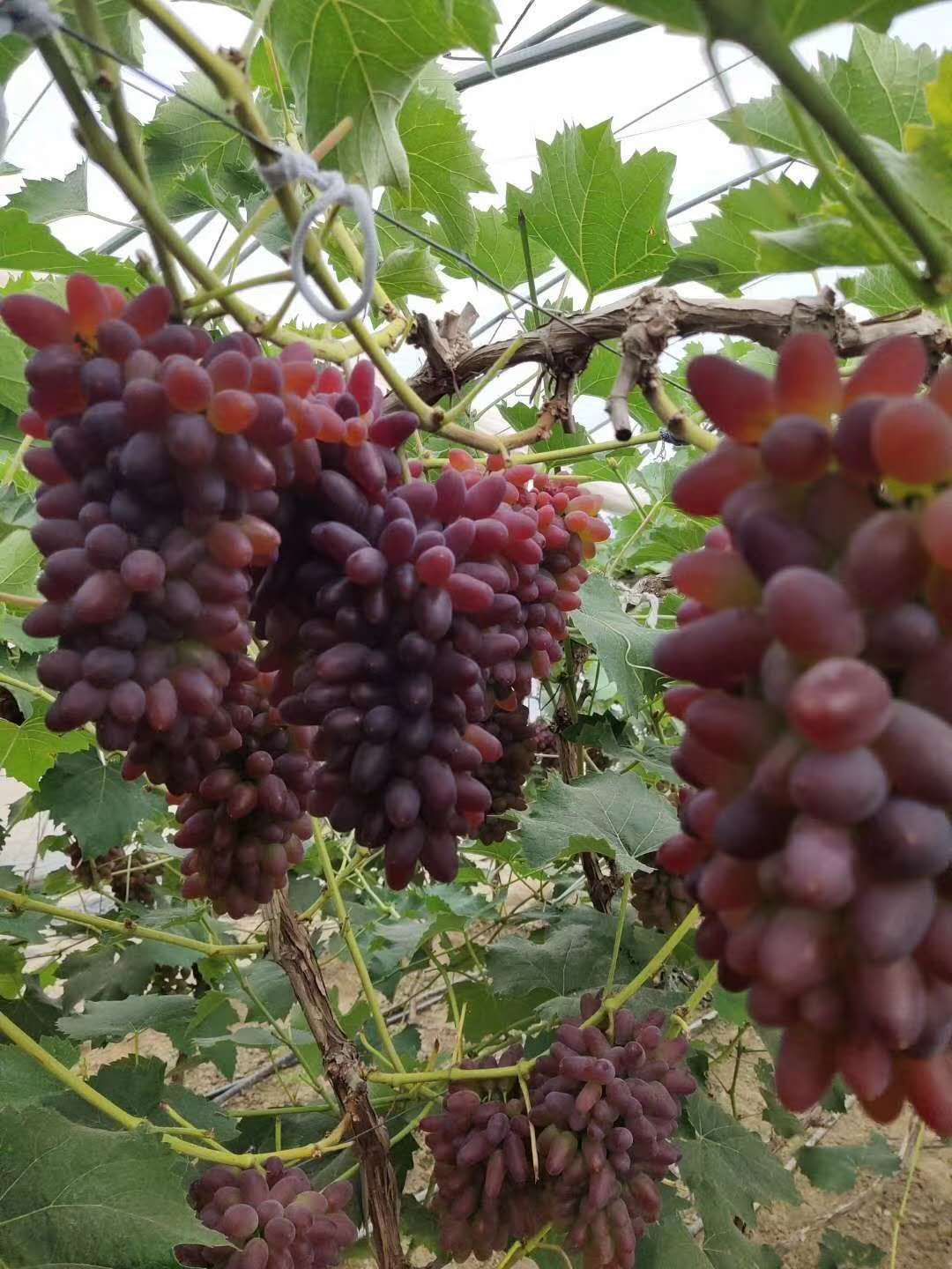  大量冷棚着色香葡萄上市