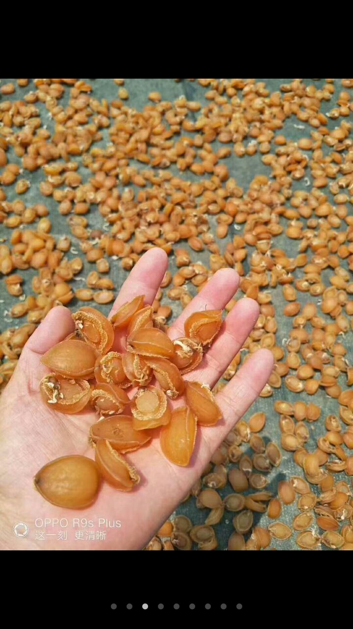 鲍鱼干  南日岛鲍鱼，鲍农直销，价格实惠，规格齐全，是您养生