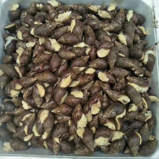 大新县白玉蜗牛