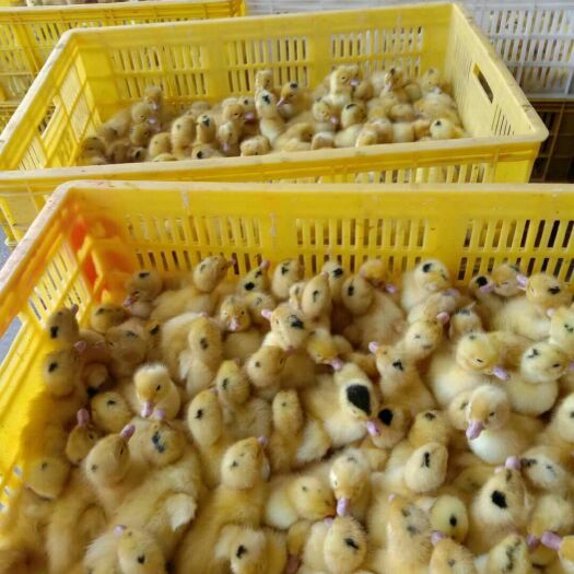 南宁 一点黑m 18鸭苗 专业孵化场家直销出壳包打疫苗
