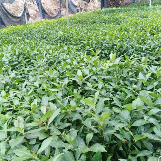 大余县 草珊瑚苗、草珊瑚种子、九节茶、肿节枫