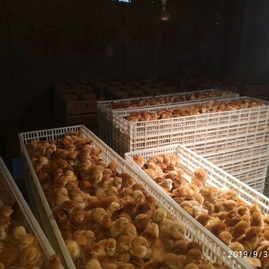 崇州市青脚麻鸡苗 质量很好，包送