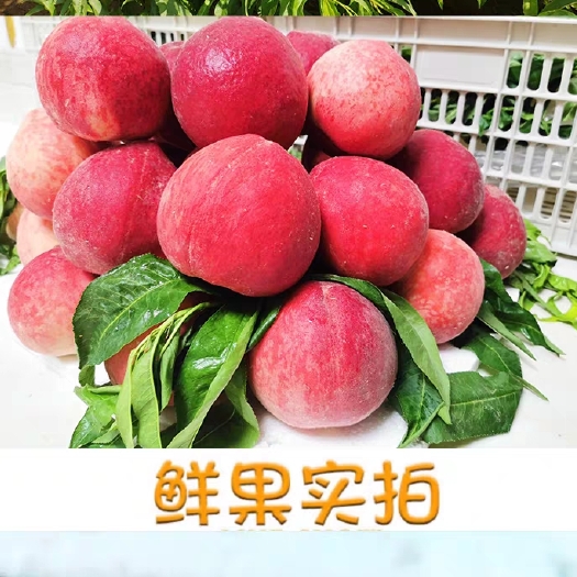 新泰市 山东蜜桃寻求水果批发合作伙伴，有实力的老板聊系，接近800亩