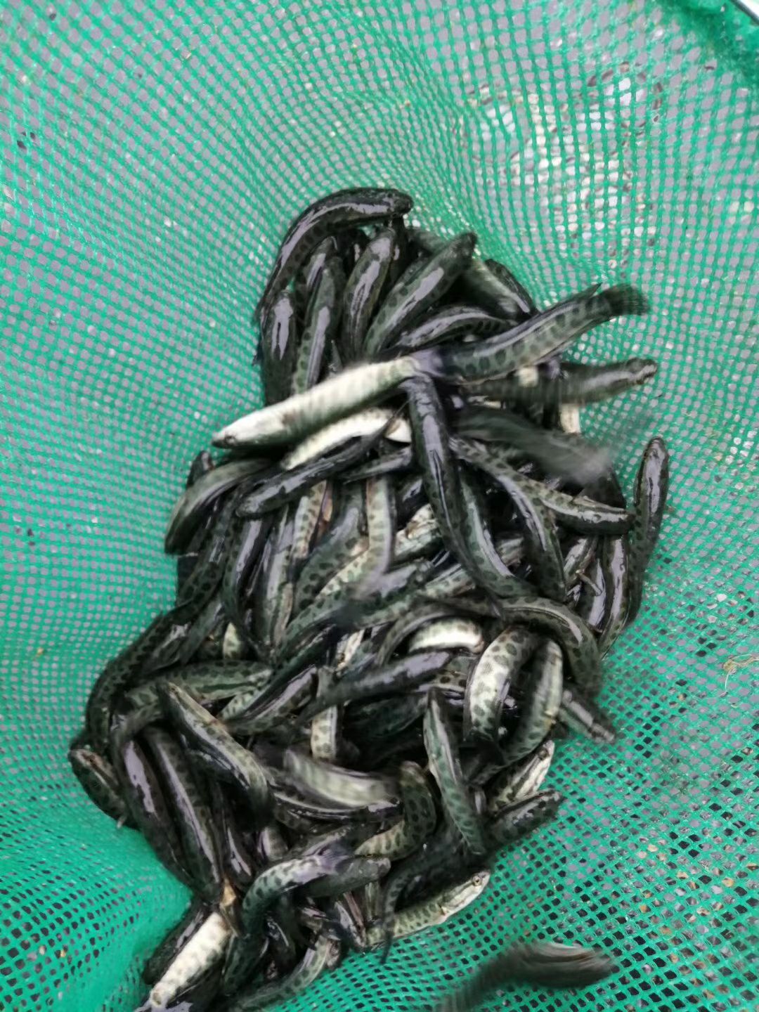 黑鱼苗 十公分规格苗大量出货中