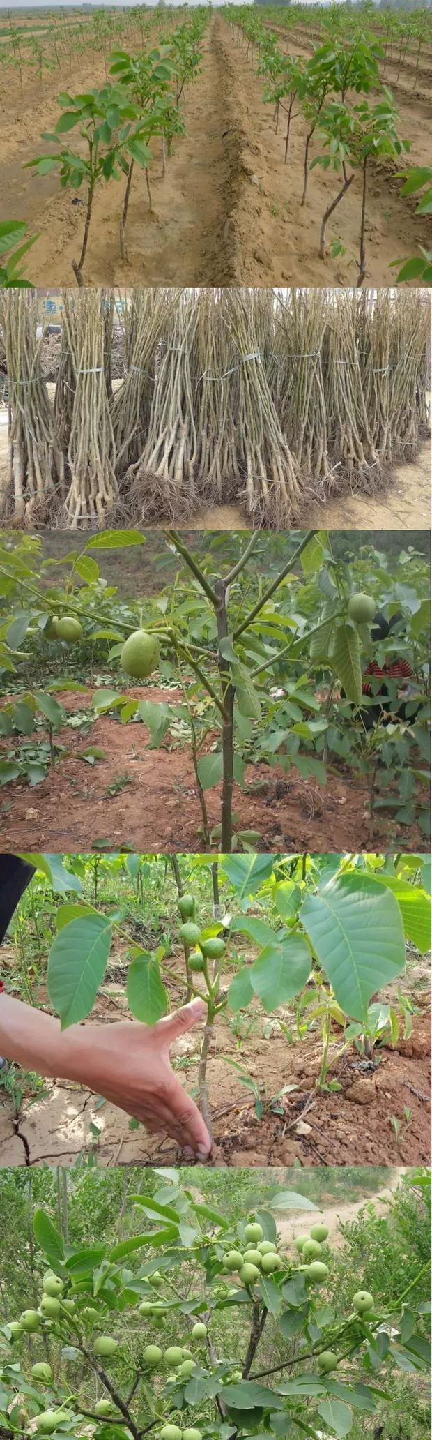 薄皮核桃苗  核桃苗核桃树苗嫁接核桃树苗盆栽地栽庭院丘陵南北