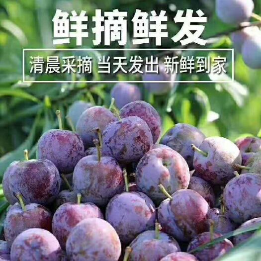 宣汉县脆红李 高海拔八月青脆李清甜可口，不脆不甜不收钱