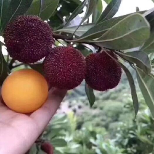诸暨市 高山东魁杨梅 荸荠黑炭杨梅 白杨梅
