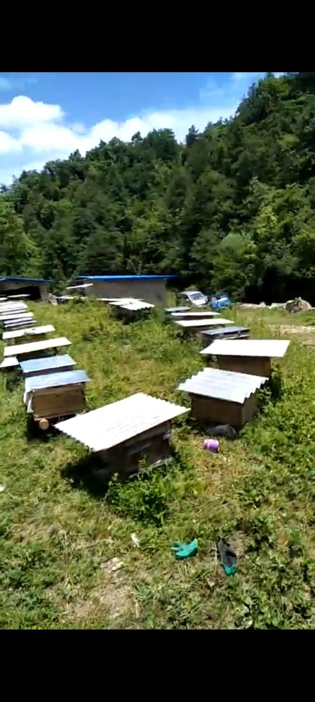  正宗土蜂蜜，天然无公害