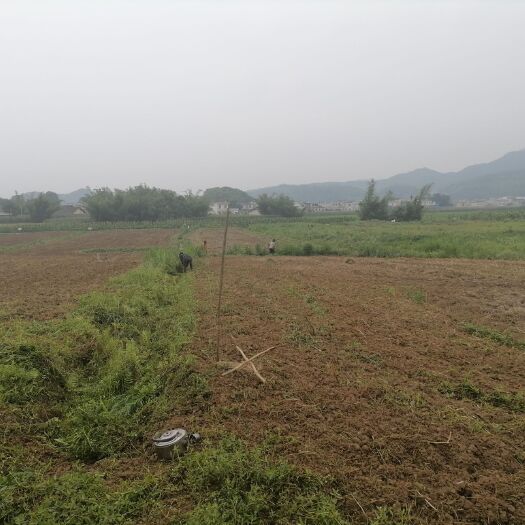 兴文县旱地 300亩土地寻找合作伙伴，种植蔬菜，有销售渠道，需要资金投入