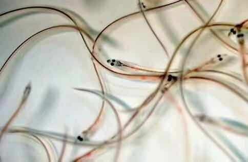  鳗鱼苗  花鳝苗 免费提供技术  保质保量  全国接单批发