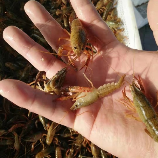 鱼台县 微山湖优质活力小龙虾苗