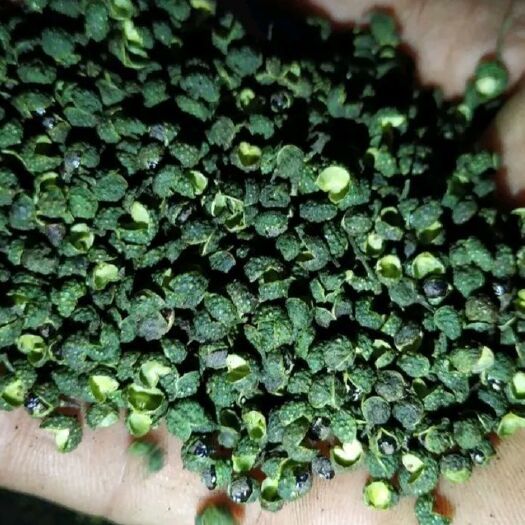 重庆市 干青花椒