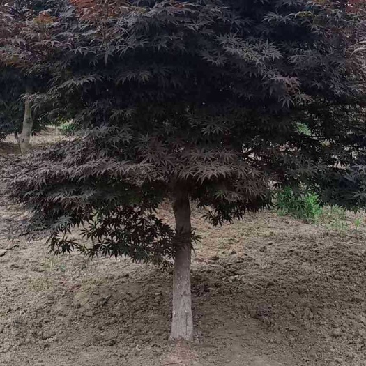 九江中国红枫  红枫