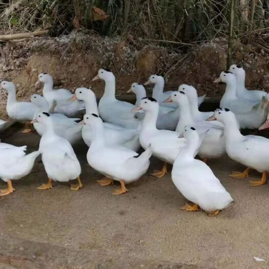 廉江市一点花鸭 漂亮一点黑