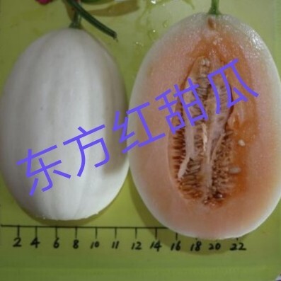 白玉甜瓜种子  东方红甜瓜种籽白皮红瓤肉圆形超甜脆蜜瓜香瓜盆栽瓜果水果种子