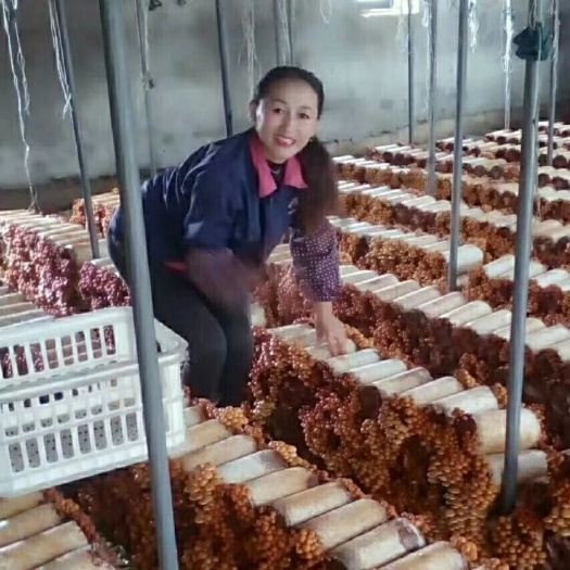 拜泉县 日产滑子菇3万斤