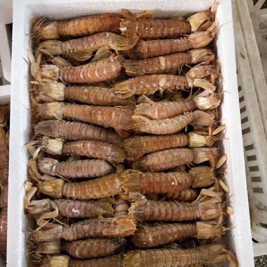 青岛熟冻皮皮虾 皮皮虾