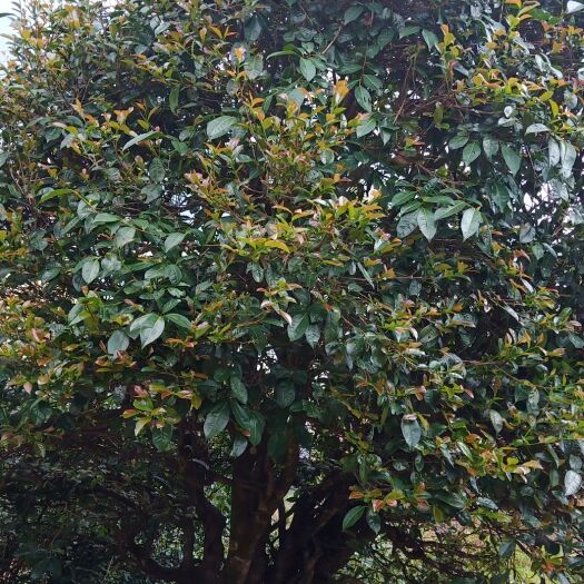 云县 盒装普洱茶，散茶，种类多:混采，纯古树料，红茶，野放红茶单株