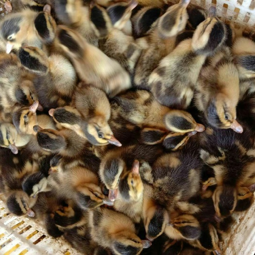 南宁 大种麻鸭苗 四点麻鸭苗专注鸭苗12年成品鸭可达7.5斤包疫苗