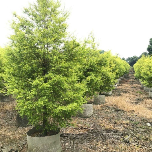 灌木林地 成都千层金基地 绿化苗木千层金价格 千层金报价