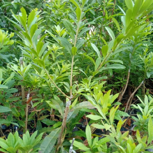  东槐杨梅苗，各种规格都有