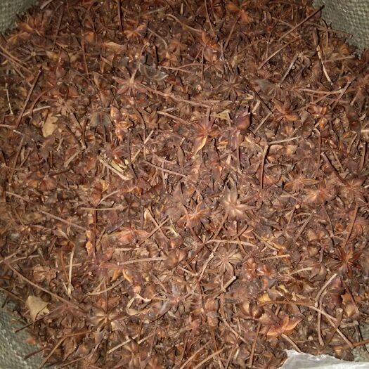 百色春花八角  春花果，黄干支