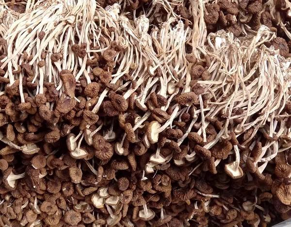 广昌县 江西抚州广昌茶树菇5号菇农家自产自销新货