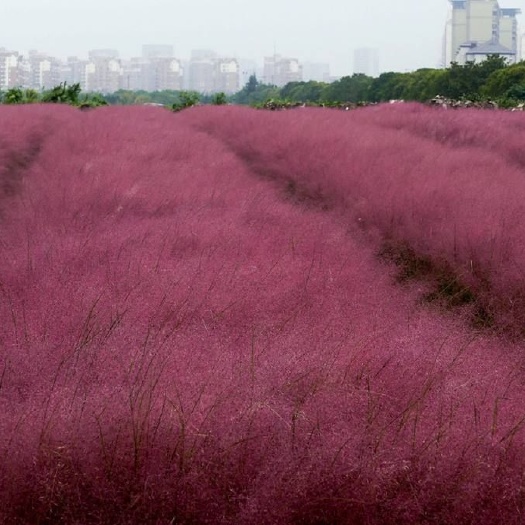 青州市粉黛乱子草