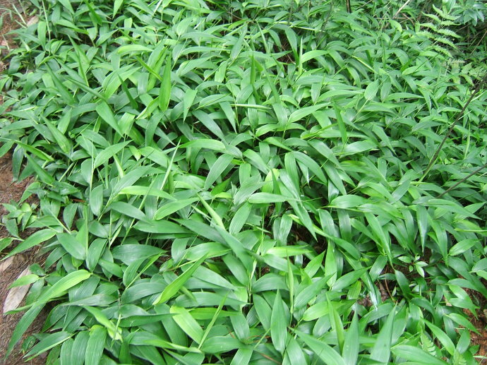 长宁县淡竹叶  中药材