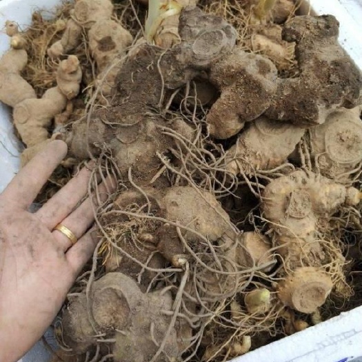东至县鸡头黄精 鸡头姜型都有