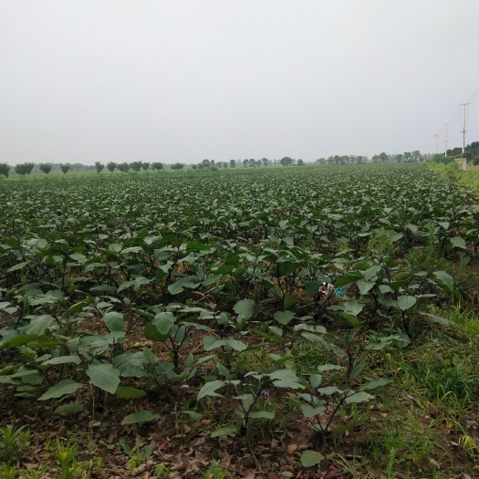 宿松县 大型蔬菜基地，(辣椒.紫茄.豇豆.冬瓜)大量上市，质优价廉，