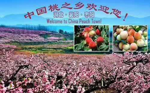 枣阳市 枣阳黄桃,外观漂亮，肉色金黄，果形整齐匀称
