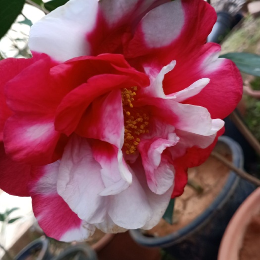 永平县 云南茗品茶花大玛瑙，花朵红白相间美不胜收