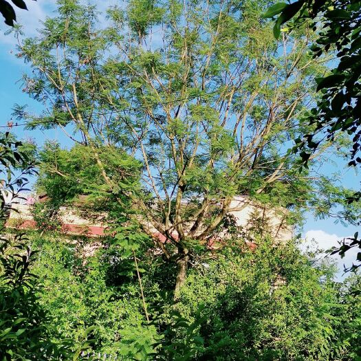 隆昌市 30公分好分枝蓝花楹