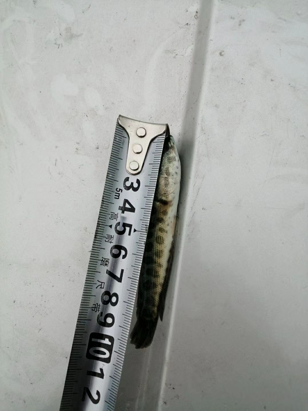 黑鱼苗 十公分规格苗大量出货中