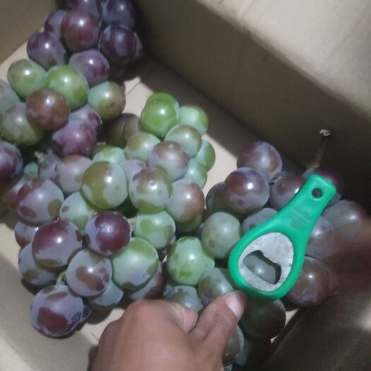 单县 藤稔葡萄大量上市