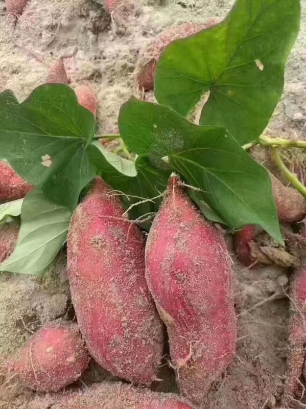 桥头地瓜 海南澄迈桥头富硒地瓜