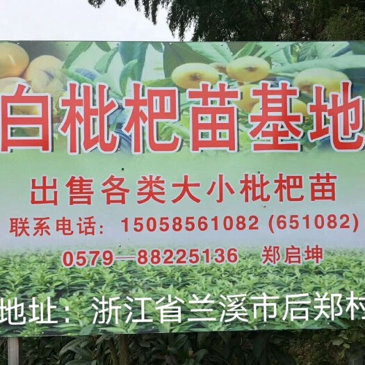 兰溪市白沙枇杷苗