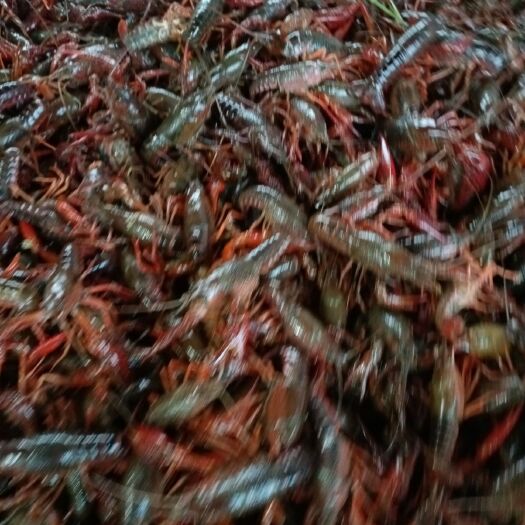 监利市监利小龙虾 质量保证货源稳定