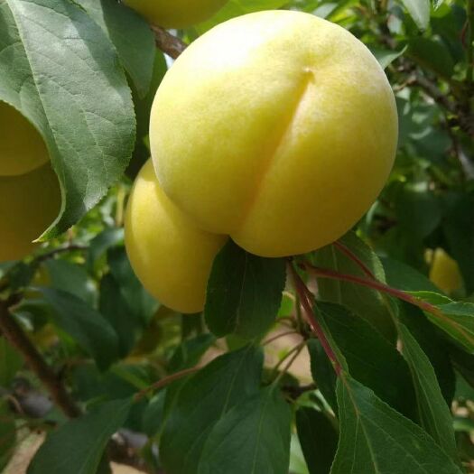 大荔县黄梅杏（金皇后杏）现货供应欢迎采购考察洽谈订购