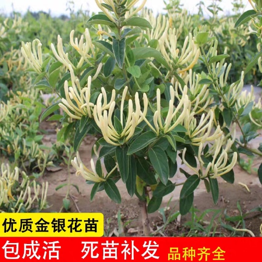 平邑县四季金银花苗  金银花苗，四季金银花，北花一号，适合南北方栽种