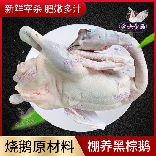 广州鲜棚鹅  黑棕鹅肉广东每天新鲜宰杀黑棕鹅棚鹅光鹅做烧鹅的鹅